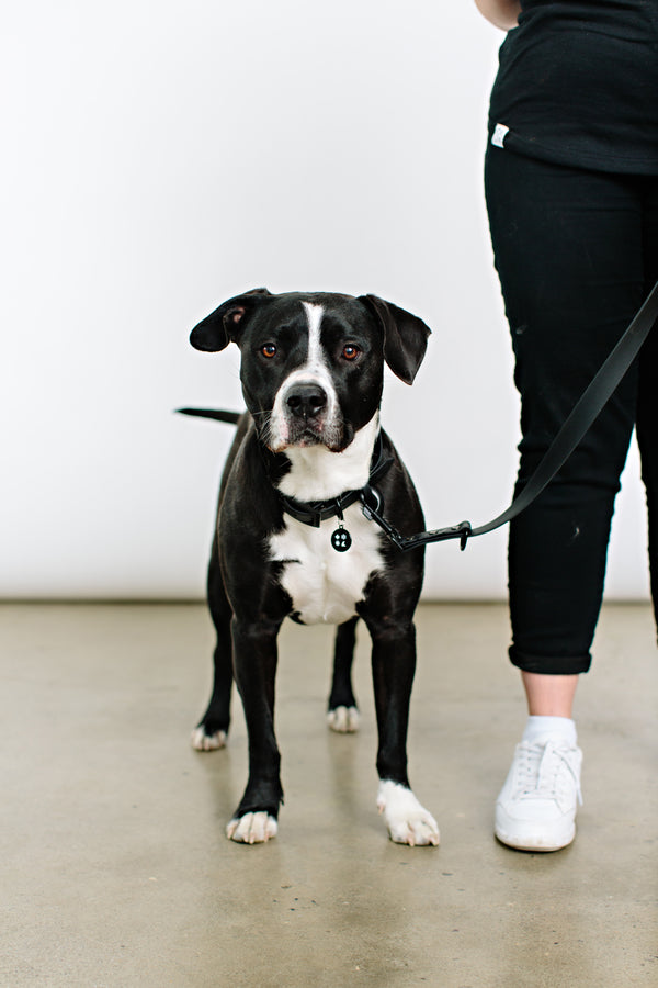 4 Icon Dog Collar